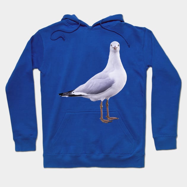 Pier Gaze: Seagull Looking Straight at You Hoodie by Rexel99